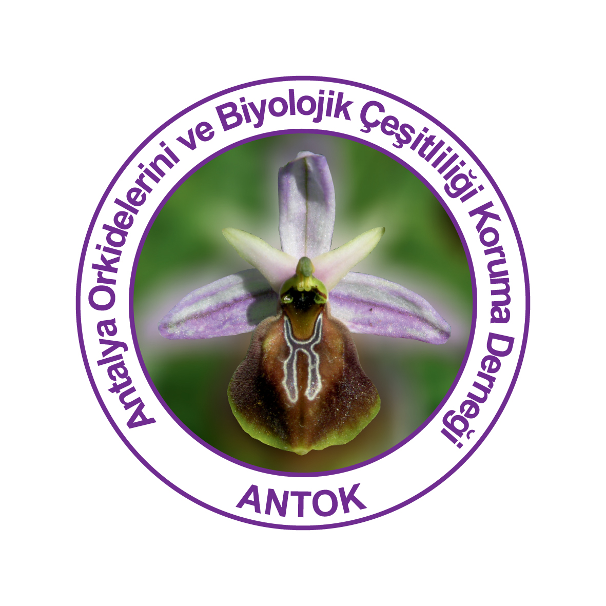 Antok